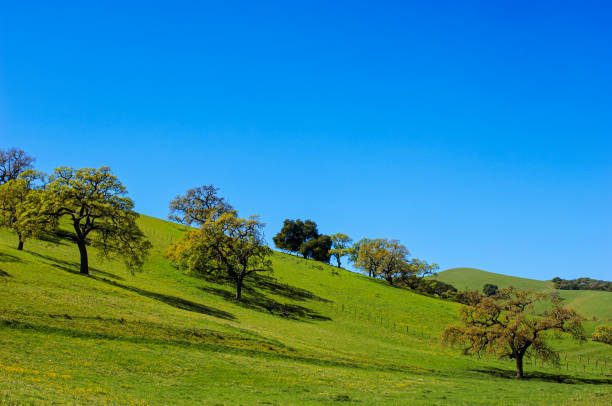 istock Springtime California Oak Trees on Hillside 1459775891