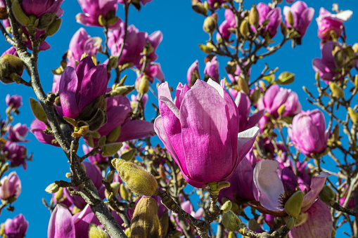 Close-up of Saucer Magnolia flowers (Magnolia denudata × Magnolia liliiflora), blooming on a small size tree.\n\nTaken in Santa Cruz, California, USA