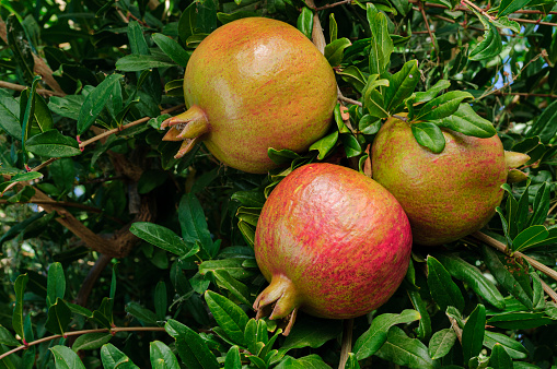 Close-up of ripening pomegranate (Punica granatum) fruit on tree growing on a San Joaquin Valley farm.