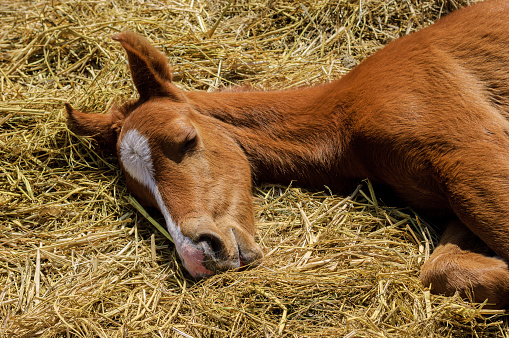 Close-up of two day old horse (Equus ferus caballus) sleeping on a bed of straw.\n\nTaken in Santa Cruz, California, USA