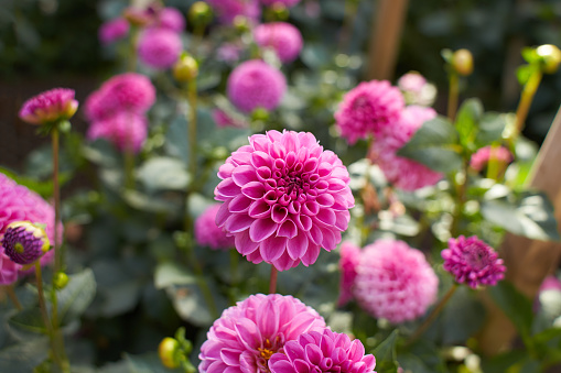 A pair of colorful dahlia flowers and an unopened bud bloom in a Cape Cod garden on a September afternoon.