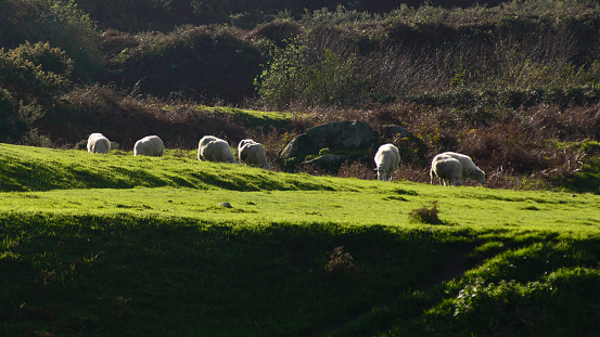 A herd of sheep grazes on a green meadow of a mountain slope