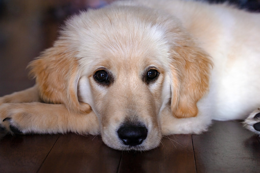 Portrait of seven weeks old Golden Retriever puppy, front view, background with copy space, full frame horizontal composition