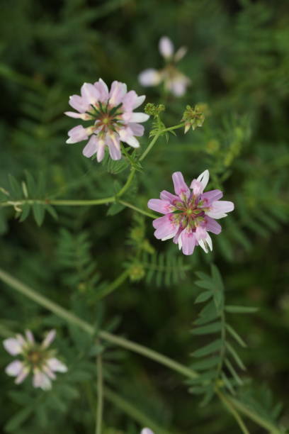 istock Beautiful pink flower 1459781019