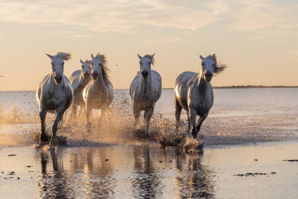 istock Camargue horses running through water at sunrise. 1459782634