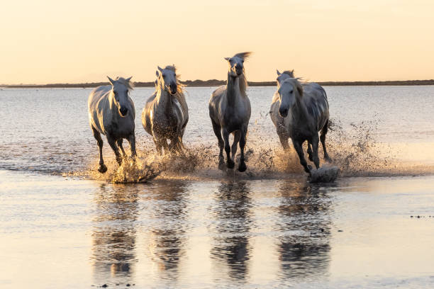 istock Camargue horses running through water at sunrise. 1459782658