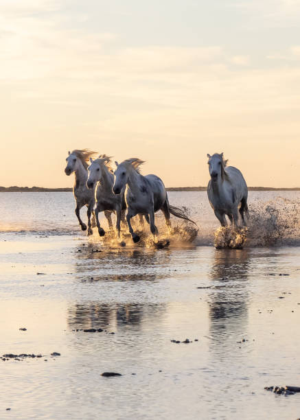 istock Camargue horses running through water at sunrise. 1459782660