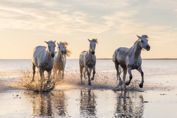 istock Camargue horses running through water at sunrise. 1459782670