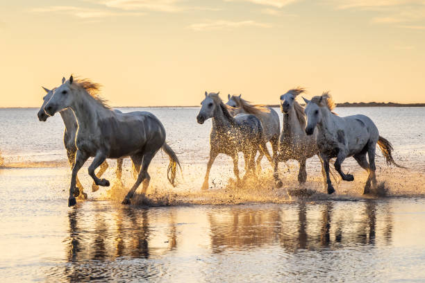 istock Camargue horses running through water at sunrise. 1459782679