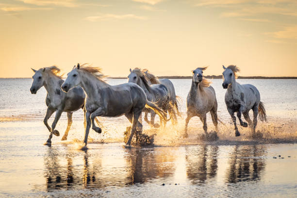 istock Camargue horses running through water at sunrise. 1459782684