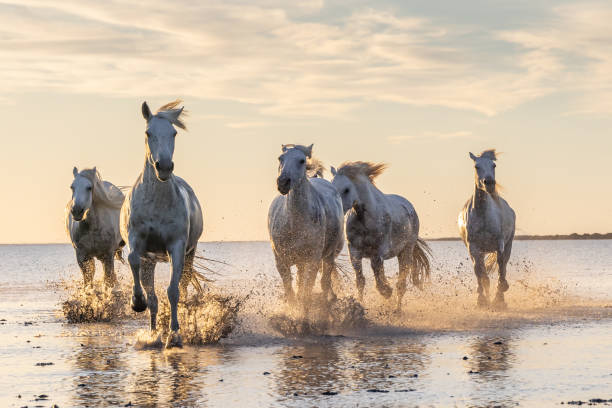 istock Camargue horses running through water at sunrise. 1459782713
