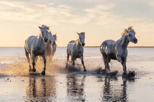 istock Camargue horses running through water at sunrise. 1459782722