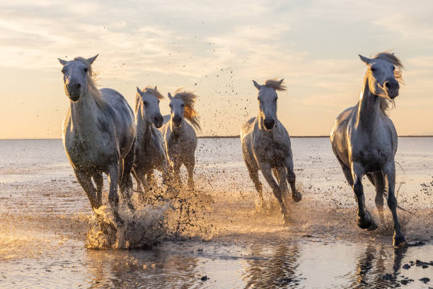 istock Camargue horses running through water at sunrise. 1459782727