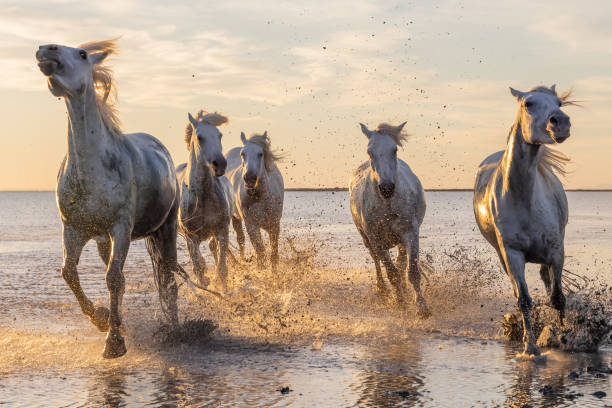 istock Camargue horses running through water at sunrise. 1459782728