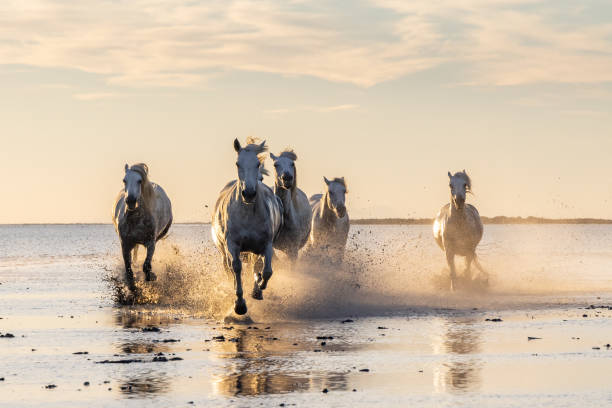 istock Camargue horses running through water at sunrise. 1459782756