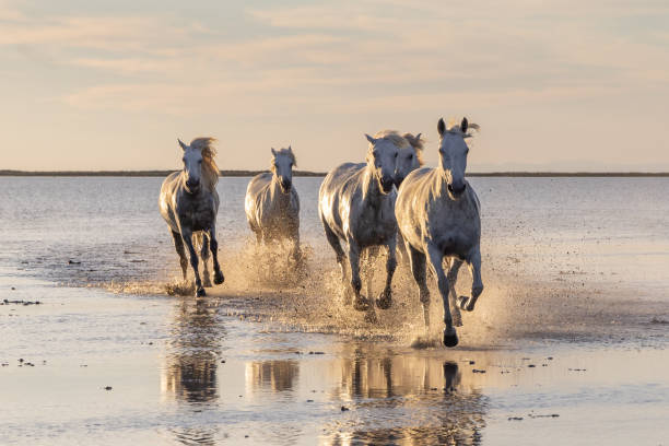istock Camargue horses running through water at sunrise. 1459782767