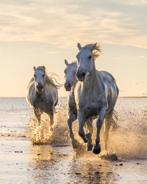 istock Camargue horses running through water at sunrise. 1459782768
