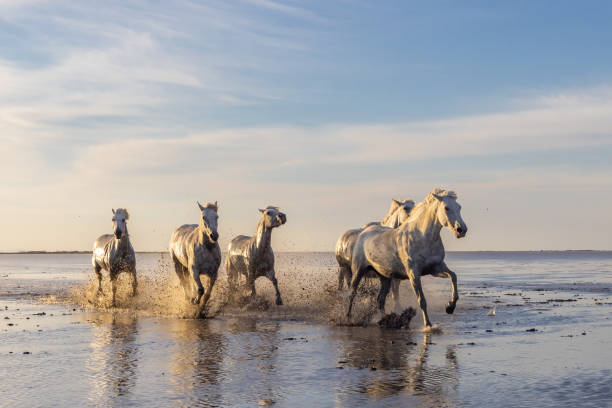 istock Camargue horses running through water in morning light. 1459782887