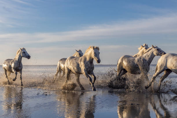 istock Camargue horses running through water in morning light. 1459782930