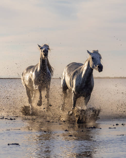 istock Camargue horses running through water in morning light. 1459782934