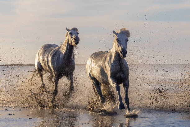istock Camargue horses running through water in morning light. 1459782939