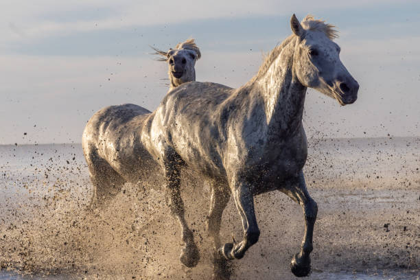 istock Camargue horses running through water in morning light. 1459782947