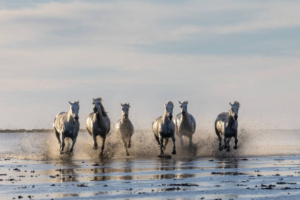 istock Camargue horses running through water in morning light. 1459782969