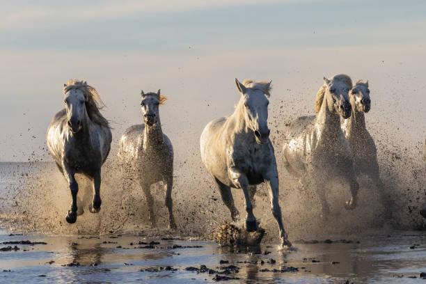 istock Camargue horses running through water in morning light. 1459782987