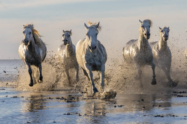 istock Camargue horses running through water in morning light. 1459782996