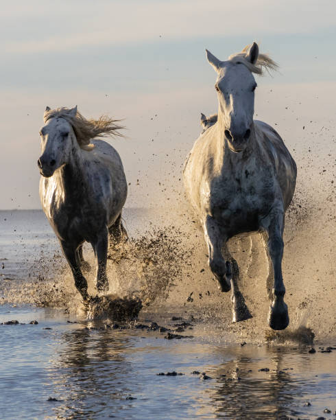 istock Camargue horses running through water in morning light. 1459783000