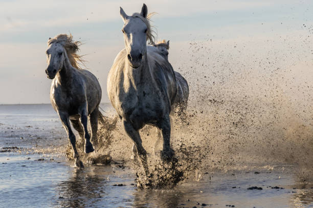 istock Camargue horses running through water in morning light. 1459783034