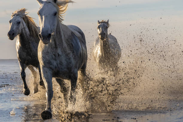 istock Camargue horses running through water in morning light. 1459783057