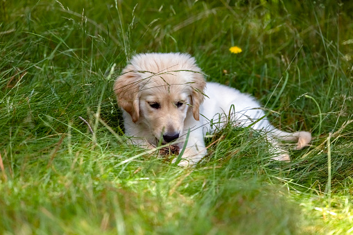 Seven weeks old Golden Retriever puppy in the garden, background with copy space, full frame horizontal composition