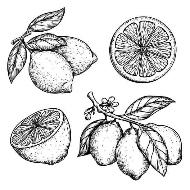 Hand drawn sketch style lemons set. Whole and sliced citrus fruit. Best for package and menu designs. Vector illustrations. Hand drawn sketch style lemons set. Whole and sliced citrus fruit. Best for package and menu designs. Vector illustrations. citric acid stock illustrations