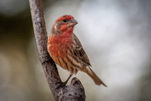 雄メキシコマシコ - finch ストックフォトと画像