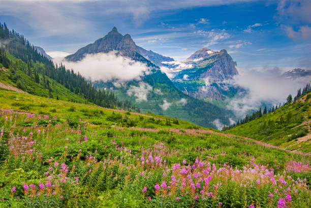 オバーリン山、大砲、ファイアウィードの牧草地 - going to the sun road ストックフォトと画像