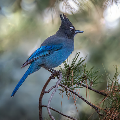 Mountain Bluebird Perched in a Tree