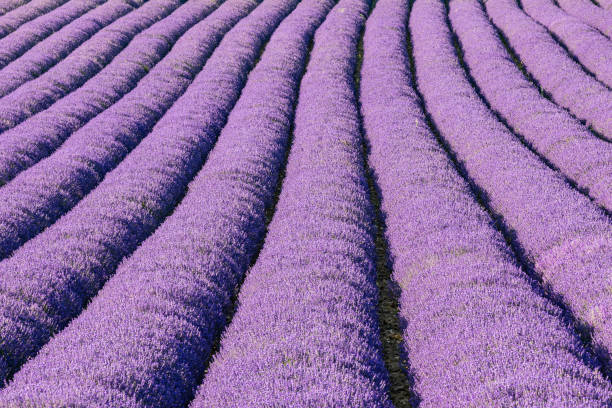 istock Rows of lavendar growing in Provence. 1459785138