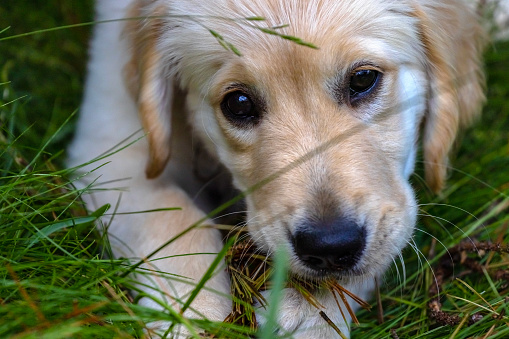 Portrait of seven weeks old Golden Retriever puppy in the garden, background with copy space, full frame horizontal composition