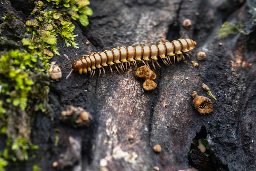 Millipede on the bark of a tree, close-up