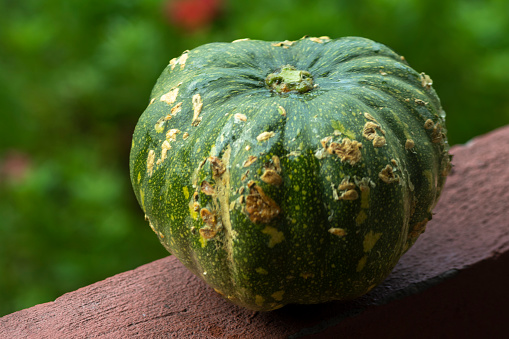 Pumpkin on a wooden bench in the garden. Selective focus.