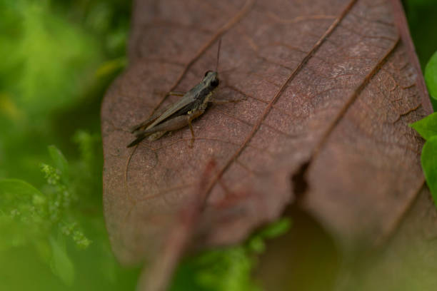 cavalletta su una foglia in natura. scatto macro. - cricket locust grasshopper insect foto e immagini stock