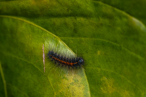 Caterpillar on a green leaf in the garden. Macro.