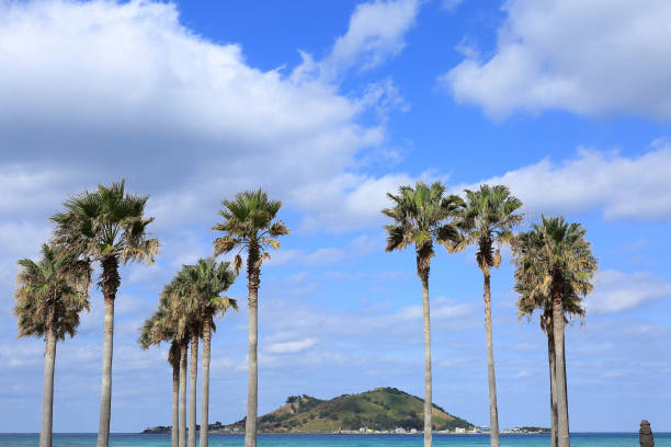 Biyangdo Island, a beautiful island seen through tall palm trees Biyangdo Island, a beautiful island seen through the tall palm trees of Jeju Island jeju city stock pictures, royalty-free photos & images