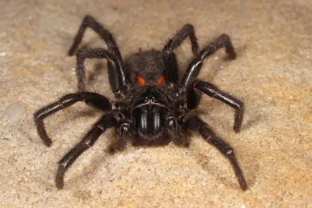 Photo of Sydney Funnel Web Spider