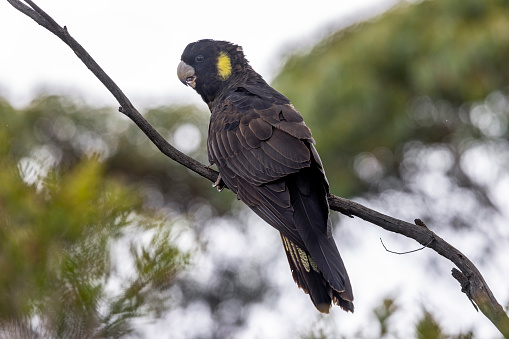 Yellow-tailed Black Cockatoo perched in tree