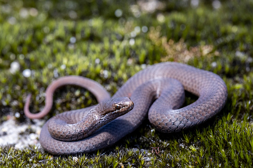 Australian White-lipped Snake in mossy habitat