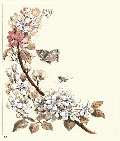 Vintage illustration Apple tree blossom attracting butterflies and bees, insects, Victorian nature art, 19th Century