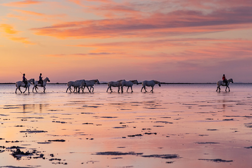 Saintes-Maries-de-la-Mer, Bouches-du-Rhône, Provence-Alpes-Cote d'Azur, France. Horses being led through the marshes of the Camargue before sunrise.