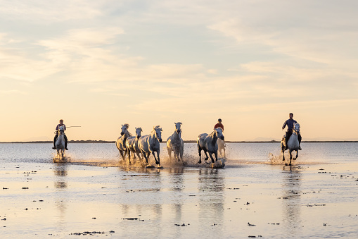 Saintes-Maries-de-la-Mer, Bouches-du-Rhône, Provence-Alpes-Cote d'Azur, France. Riders running Camargue horses through water at sunrise.